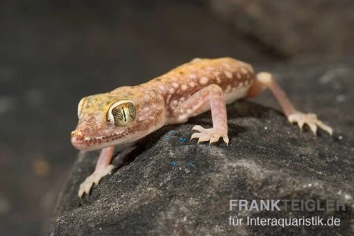 Nordafrikanischer Dünnfingergecko, Stenodactylus Petrii -Aquatlantis Verkauf Nordafrikanischer Duennfingergecko Stenodactylus petrii 2