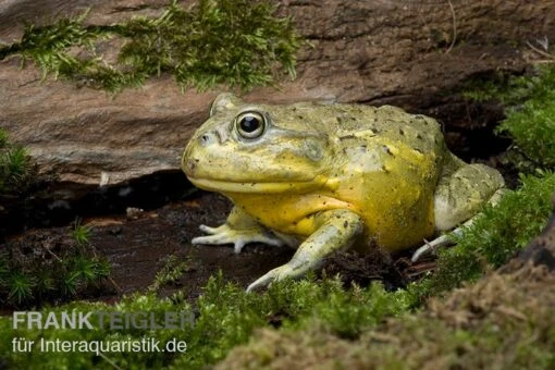 Afrikanischer Ochsenfrosch, Pyxicephalus Adspersus -Aquatlantis Verkauf Ochsenfrosch Pyxicephalus adspersus 2