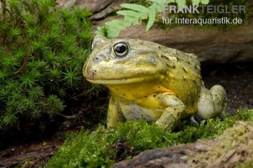 Afrikanischer Ochsenfrosch, Pyxicephalus Adspersus -Aquatlantis Verkauf Ochsenfrosch Pyxicephalus adspersus 3