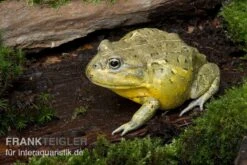 Afrikanischer Ochsenfrosch, Pyxicephalus Adspersus -Aquatlantis Verkauf Ochsenfrosch Pyxicephalus adspersus 4