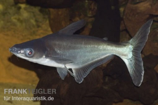 Pangasius Sutchi, Haiwels, 4-7 Cm -Aquatlantis Verkauf Pangasius sutchi