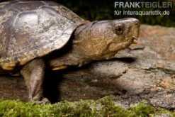 Pennsylvania-Klappschildkröte, Kinosternon Subrubrum -Aquatlantis Verkauf Pennsylvania Klappschildkroete Kinosternon subrubrum 1