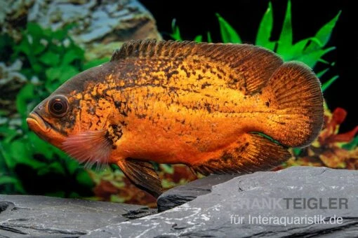 Pfauenaugenbuntbarsch "Smooth Red", Astronotus Ocellatus "Smooth Red" -Aquatlantis Verkauf Pfauenaugenbuntbarsch Smooth Red Astronotus ocellatus 1