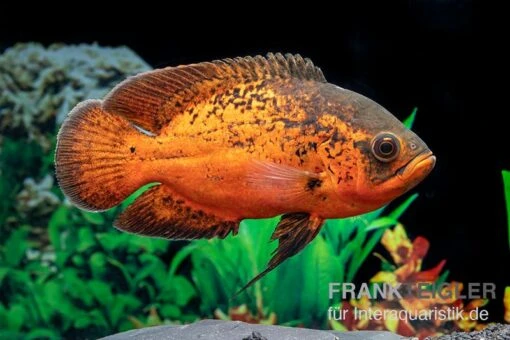 Pfauenaugenbuntbarsch "Smooth Red", Astronotus Ocellatus "Smooth Red" -Aquatlantis Verkauf Pfauenaugenbuntbarsch Smooth Red Astronotus ocellatus 2