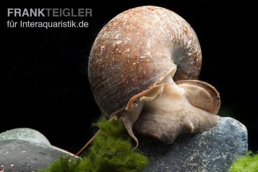 Afrikanische Riesen-Apfelschnecke, Pila Wernei -Aquatlantis Verkauf Pila wernei 1a