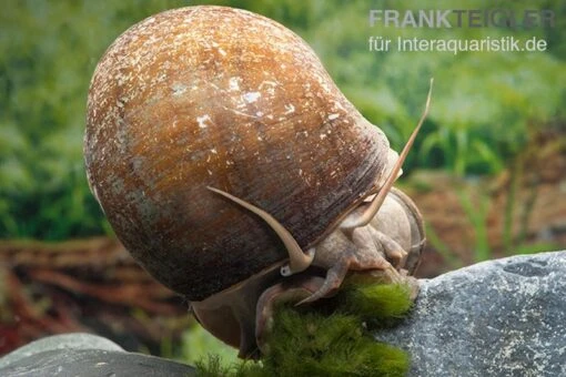 Afrikanische Riesen-Apfelschnecke, Pila Wernei -Aquatlantis Verkauf Pila wernei 2a