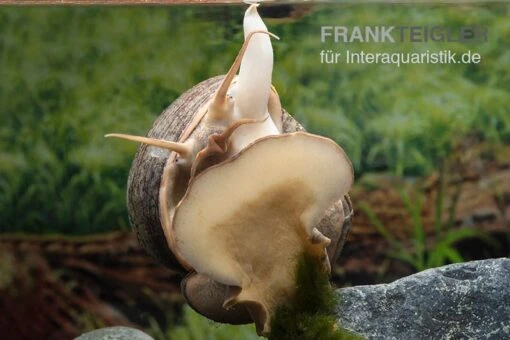 Afrikanische Riesen-Apfelschnecke, Pila Wernei -Aquatlantis Verkauf Pila wernei 5a