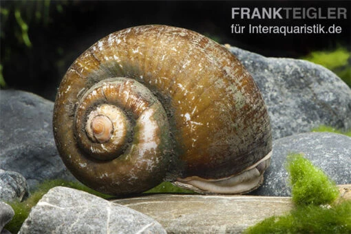 Afrikanische Riesen-Apfelschnecke, Pila Wernei -Aquatlantis Verkauf Pila werneri