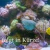 Goldfleck-Schlangenkopffisch, Channa Aurantimaculata -Aquatlantis Verkauf Platzhalter