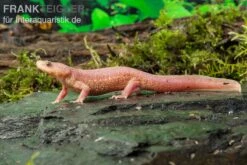 Spanischer Albino-Rippenmolch, Pleurodeles Waltl Albino -Aquatlantis Verkauf Pleurodeles waltl albino