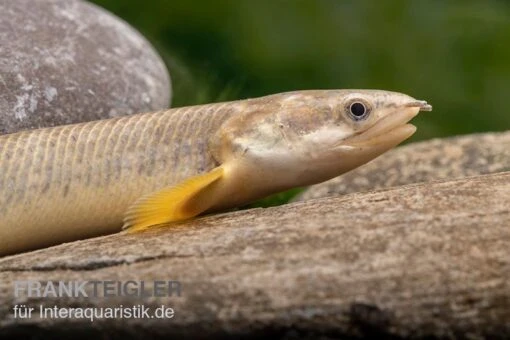 Pollis Flösselhecht, Polypterus Polli -Aquatlantis Verkauf Pollis Floesselhecht Polypterus polli 1