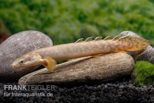 Pollis Flösselhecht, Polypterus Polli -Aquatlantis Verkauf Pollis Floesselhecht Polypterus polli 2