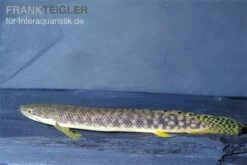 Pollis Flösselhecht, Polypterus Polli -Aquatlantis Verkauf Pollis Floesselhecht Polypterus polli