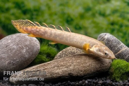 Pollis Flösselhecht, Polypterus Polli -Aquatlantis Verkauf Pollis Floesselhecht Polypterus polli 3