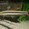 Prachtkopfsteher, Anostomus Anostomus -Aquatlantis Verkauf Prachtkopfsteher Anostomus anostomus