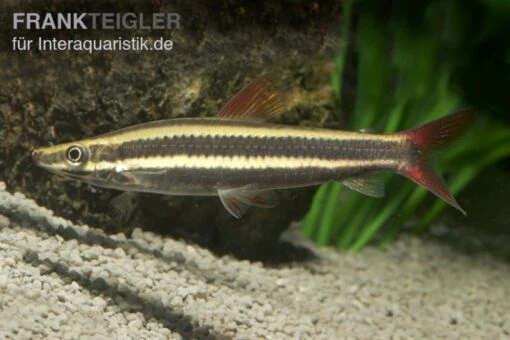 Prachtkopfsteher, Anostomus Anostomus -Aquatlantis Verkauf Prachtkopfsteher Anostomus anostomus