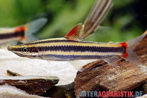 Prachtkopfsteher, Anostomus Anostomus -Aquatlantis Verkauf Prachtkopfsteher Anostomus anostomus neu 1