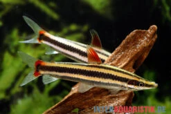 Prachtkopfsteher, Anostomus Anostomus -Aquatlantis Verkauf Prachtkopfsteher Anostomus anostomus neu 2