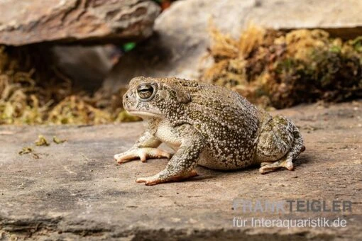 Präriekröte, Bufo Cognatus -Aquatlantis Verkauf Praeriekroete Bufo cognatus 1