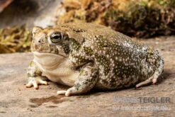 Präriekröte, Bufo Cognatus -Aquatlantis Verkauf Praeriekroete Bufo cognatus 3