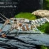 Maikäferkrebs, Procambarus Spiculifer -Aquatlantis Verkauf Procambarus spiculifer 2