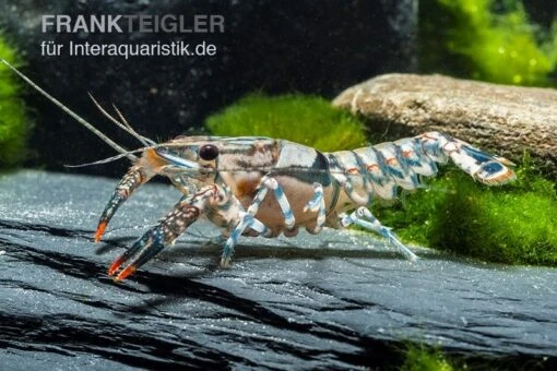 Maikäferkrebs, Procambarus Spiculifer -Aquatlantis Verkauf Procambarus spiculifer 2