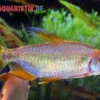 Regenbogen-Kongosalmler, Phenacogrammus Hilgendorfi -Aquatlantis Verkauf Regenbogen Kongosalmler Phenacogrammus hilgendorfi 1