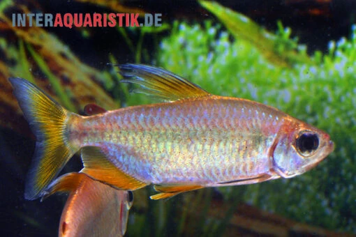 Regenbogen-Kongosalmler, Phenacogrammus Hilgendorfi -Aquatlantis Verkauf Regenbogen Kongosalmler Phenacogrammus hilgendorfi 1