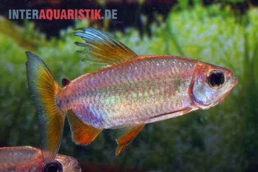 Regenbogen-Kongosalmler, Phenacogrammus Hilgendorfi -Aquatlantis Verkauf Regenbogen Kongosalmler Phenacogrammus hilgendorfi 2