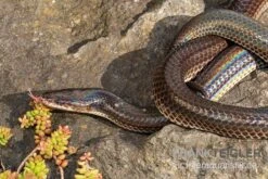 Aquatlantis Verkauf -Aquatlantis Verkauf Regenbogenschlange Xenopeltis unicolor 2