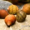 Rennschnecken-Bundle: 5x Rennschnecke Im Farbmix -Aquatlantis Verkauf Rennschnecken Mix 1