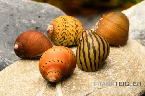 Rennschnecken-Bundle: 5x Rennschnecke Im Farbmix -Aquatlantis Verkauf Rennschnecken Mix 1