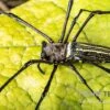 Riesenradnetzspinne, Nephila Maculata -Aquatlantis Verkauf Riesenradnetzspinne Nephila maculata 1