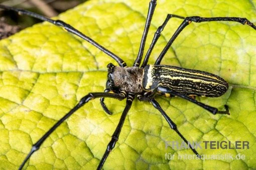 Riesenradnetzspinne, Nephila Maculata -Aquatlantis Verkauf Riesenradnetzspinne Nephila maculata 1