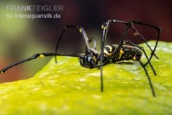 Riesenradnetzspinne, Nephila Maculata -Aquatlantis Verkauf Riesenradnetzspinne Nephila maculata 2