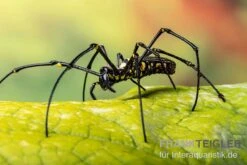 Riesenradnetzspinne, Nephila Maculata -Aquatlantis Verkauf Riesenradnetzspinne Nephila maculata 3