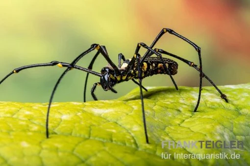 Riesenradnetzspinne, Nephila Maculata -Aquatlantis Verkauf Riesenradnetzspinne Nephila maculata 3