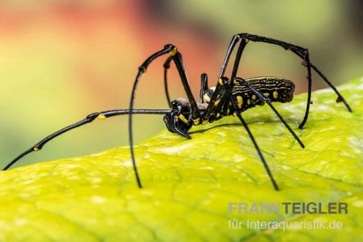 Riesenradnetzspinne, Nephila Maculata -Aquatlantis Verkauf Riesenradnetzspinne Nephila maculata 4