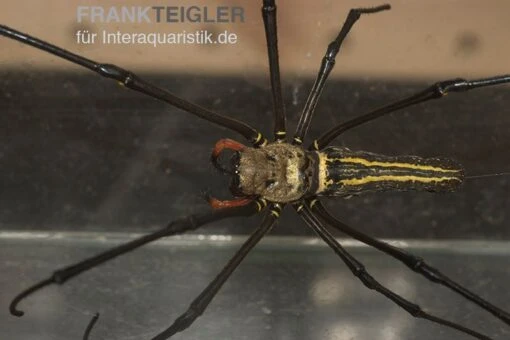 Riesenradnetzspinne, Nephila Maculata -Aquatlantis Verkauf Riesenradnetzspinne Nephila maculata