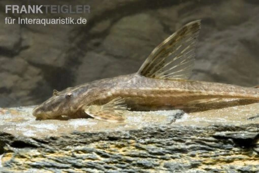 Schokoladenbrauner Hexenwels, Rineloricaria Lanceolata, 5-9 Cm -Aquatlantis Verkauf Rineloricaria lanceolata SCHOKO