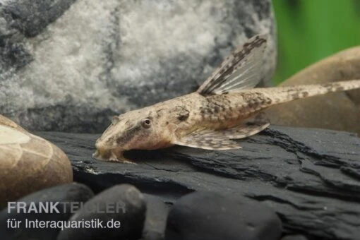 Schokoladenbrauner Hexenwels, Rineloricaria Lanceolata, 5-9 Cm -Aquatlantis Verkauf Rineloricaria lanceolata Schoko 1 1