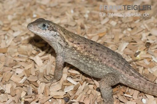 Rollschwanzleguan, Leiocephalus Carinatus -Aquatlantis Verkauf Rollschwanzleguan Leiocephalus carinatus