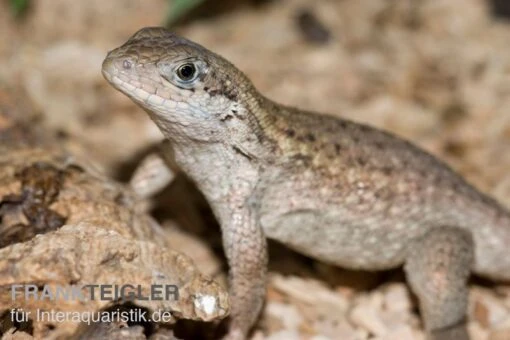 Rollschwanzleguan, Leiocephalus Carinatus -Aquatlantis Verkauf Rollschwanzleguan Leiocephalus carinatus1