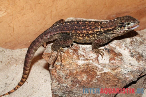 Rollschwanzleguan, Leiocephalus Carinatus -Aquatlantis Verkauf Rollschwanzleguan Leiocephalus carinatus3