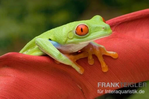 Rotaugenlaubfrosch, Agalychnis Callidryas DNZ -Aquatlantis Verkauf Rotaugenlaubfrosch Agalychnis callidryas 03