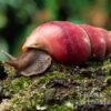 Rote Hausschnecke, Limicolaria Sp. "Deep Red" -Aquatlantis Verkauf Rote Hausschnecke Limicolaria sp Deep Red 1