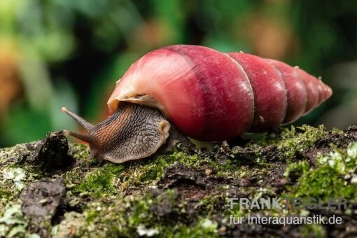 Rote Hausschnecke, Limicolaria Sp. "Deep Red" -Aquatlantis Verkauf Rote Hausschnecke Limicolaria sp Deep Red 1