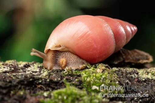 Rote Hausschnecke, Limicolaria Sp. "Deep Red" -Aquatlantis Verkauf Rote Hausschnecke Limicolaria sp Deep Red 2