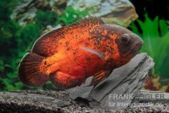 Aquatlantis Verkauf -Aquatlantis Verkauf Roter Oscar Pfauenaugenbuntbarsch Astronotus ocellatus 1