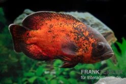 Aquatlantis Verkauf -Aquatlantis Verkauf Roter Oscar Pfauenaugenbuntbarsch Astronotus ocellatus 3